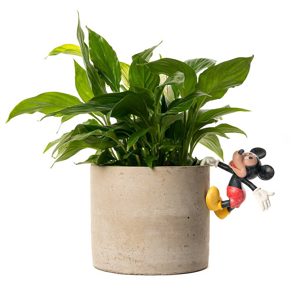 Pot Buddies: Mickey Mouse