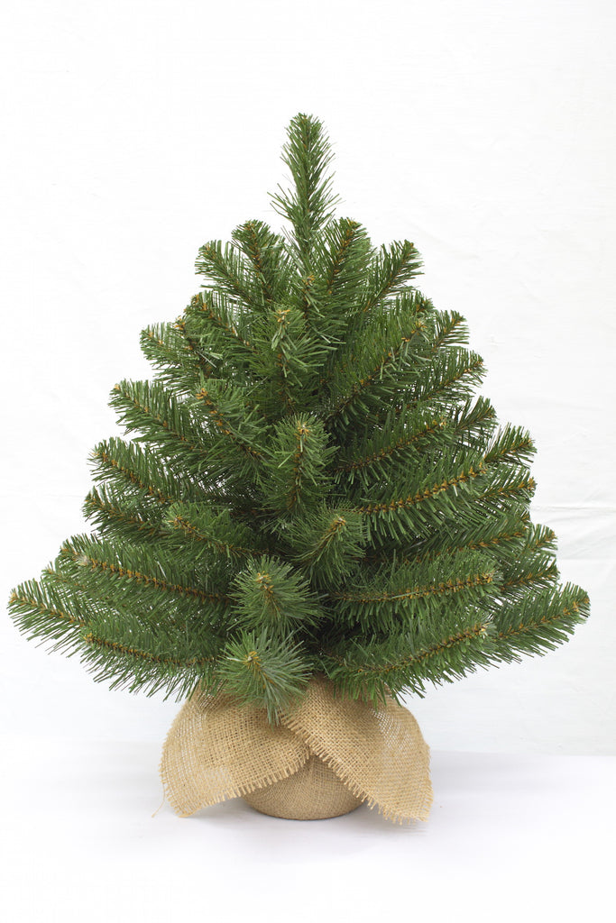 Christmas Tree <br> 2ft Alpine Spruce (61cm)