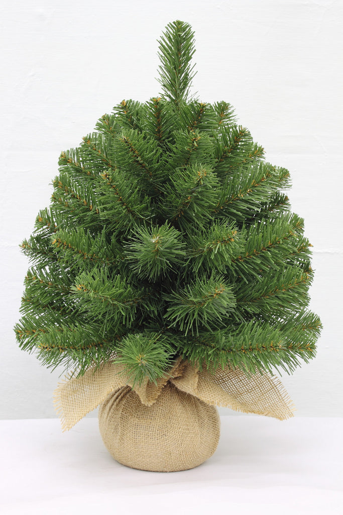 Christmas Tree <br> 1.5ft Alpine Spruce (46cm)
