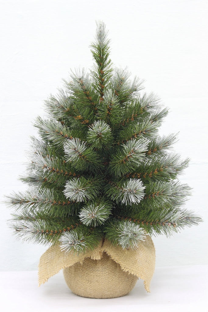 Christmas Tree <br> 1.5ft Pittsburgh Spruce (46cm)