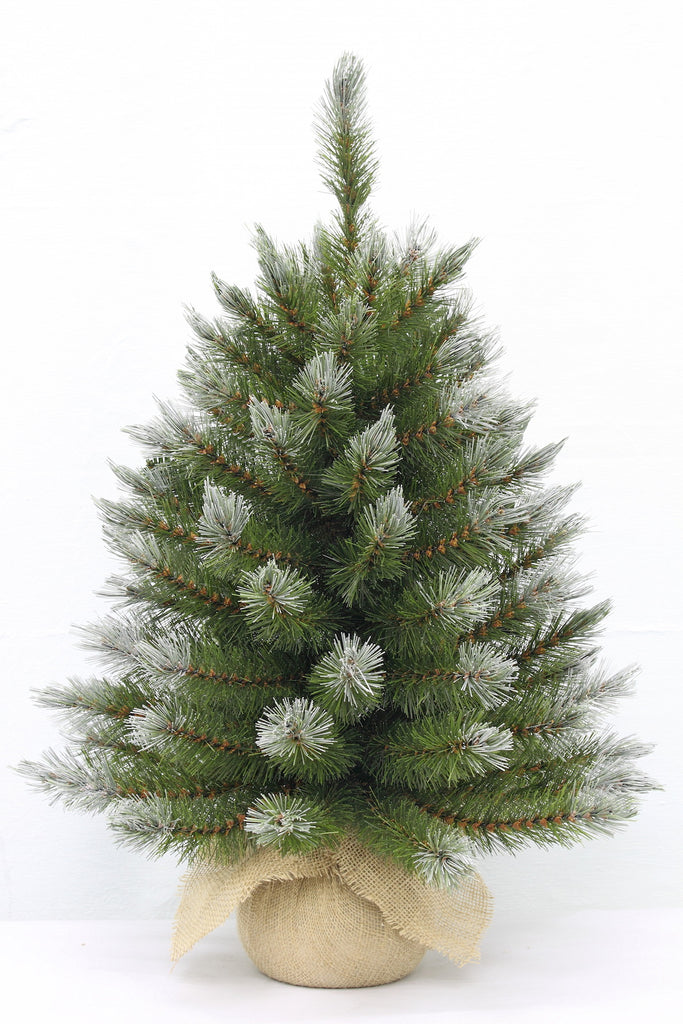 Christmas Tree <br> 2ft Pittsburgh Spruce (61cm)